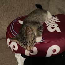 Thumbnail photo of Bam Bam, Willow Grove Area, (FCID 11/18/2025-131) #3