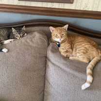 Thumbnail photo of Bam Bam, Willow Grove Area, (FCID 11/18/2025-131) #4