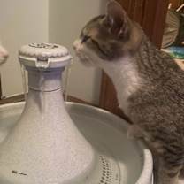 Thumbnail photo of Betty, Willow Grove Area, (FCID 10/17/2025-102) #2