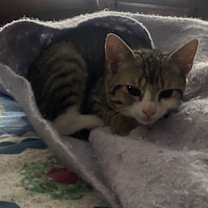 Thumbnail photo of Betty, Willow Grove Area, (FCID 10/17/2025-102) #4