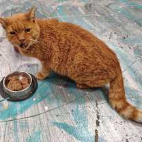 Thumbnail photo of Tom #2