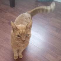 Thumbnail photo of Tom #4