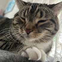 Thumbnail photo of Frankie (Vestal PetSmart) #2