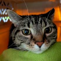 Thumbnail photo of Frankie (Vestal PetSmart) #3