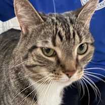 Thumbnail photo of Frankie (Vestal PetSmart) #4