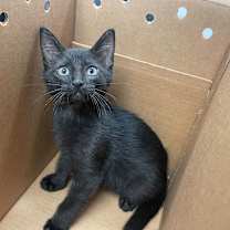 Thumbnail photo of Charlie #1