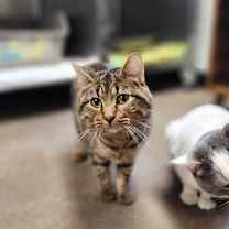 Thumbnail photo of Mighty Tiger Stripes #1