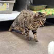 Thumbnail photo of Mighty Tiger Stripes #4