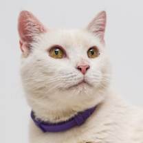 Thumbnail photo of Macho Man #1