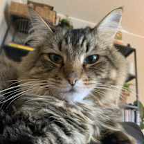 Thumbnail photo of Frankie #1