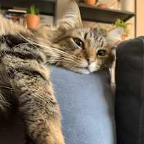 Thumbnail photo of Frankie #2