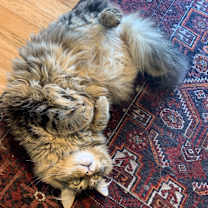 Thumbnail photo of Frankie #4