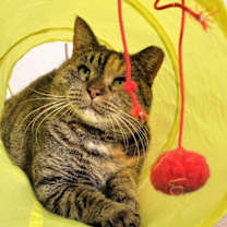 Thumbnail photo of Flora #3