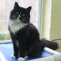 Thumbnail photo of Miss Mary - 42684 #2