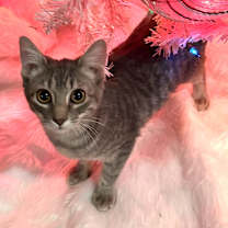 Thumbnail photo of Luisa #1