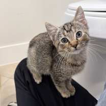 Thumbnail photo of Foxy #1