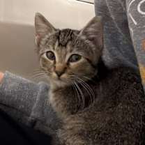 Thumbnail photo of Foxy #2