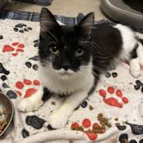 Thumbnail photo of Thomas O’Malley #1