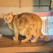 Thumbnail photo of CARUSO #2