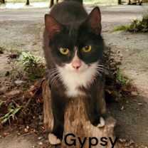 Thumbnail photo of Gypsy #3