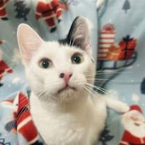 Thumbnail photo of Mark #2