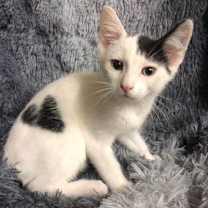 Thumbnail photo of Mark #3