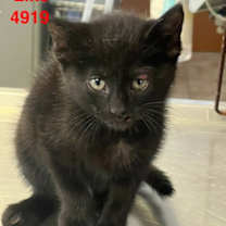 Thumbnail photo of Liko #2