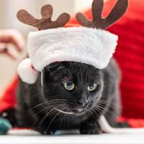 Thumbnail photo of Enid #3