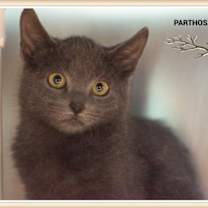 Thumbnail photo of Parthos #1