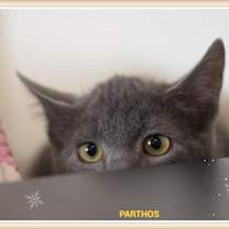 Thumbnail photo of Parthos #2