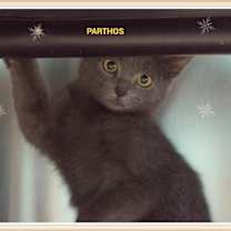 Thumbnail photo of Parthos #3