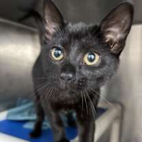 Thumbnail photo of Fergie #1