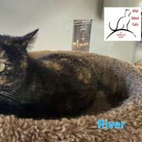 Thumbnail photo of River #2