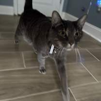 Thumbnail photo of Caine #3