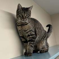 Thumbnail photo of Morpheus #1