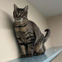 Thumbnail photo of Morpheus #2