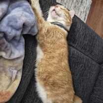 Thumbnail photo of Mister #2