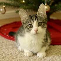 Thumbnail photo of Minnie #1