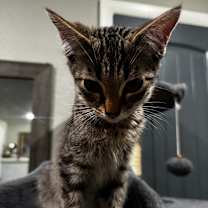 Thumbnail photo of Lily #2