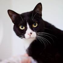 Thumbnail photo of Nebula Star #2