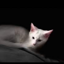 Thumbnail photo of Petee #2