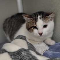 Thumbnail photo of Rue #1