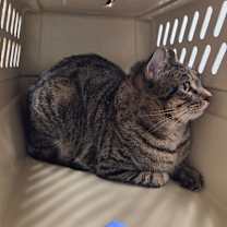 Thumbnail photo of Boba #3