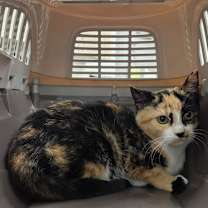 Thumbnail photo of Callie #2