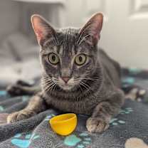 Thumbnail photo of Usagi 3 #2