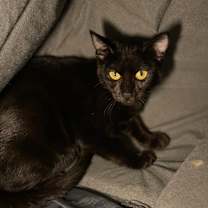 Thumbnail photo of Lava Lamp #3