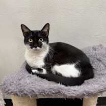 Thumbnail photo of Madame Morrible #1