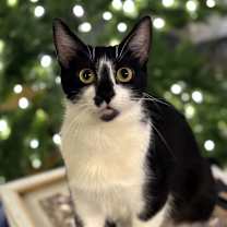 Thumbnail photo of Kira #1