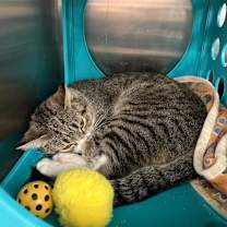 Thumbnail photo of Whiskers #3