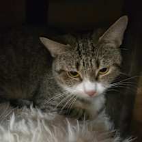 Thumbnail photo of Whiskers #4